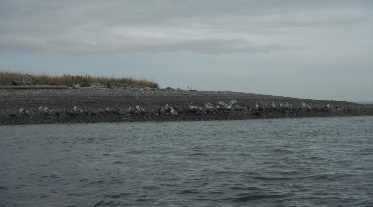 1 wild life -sea birds.jpg